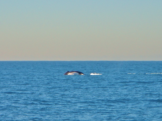 Whale